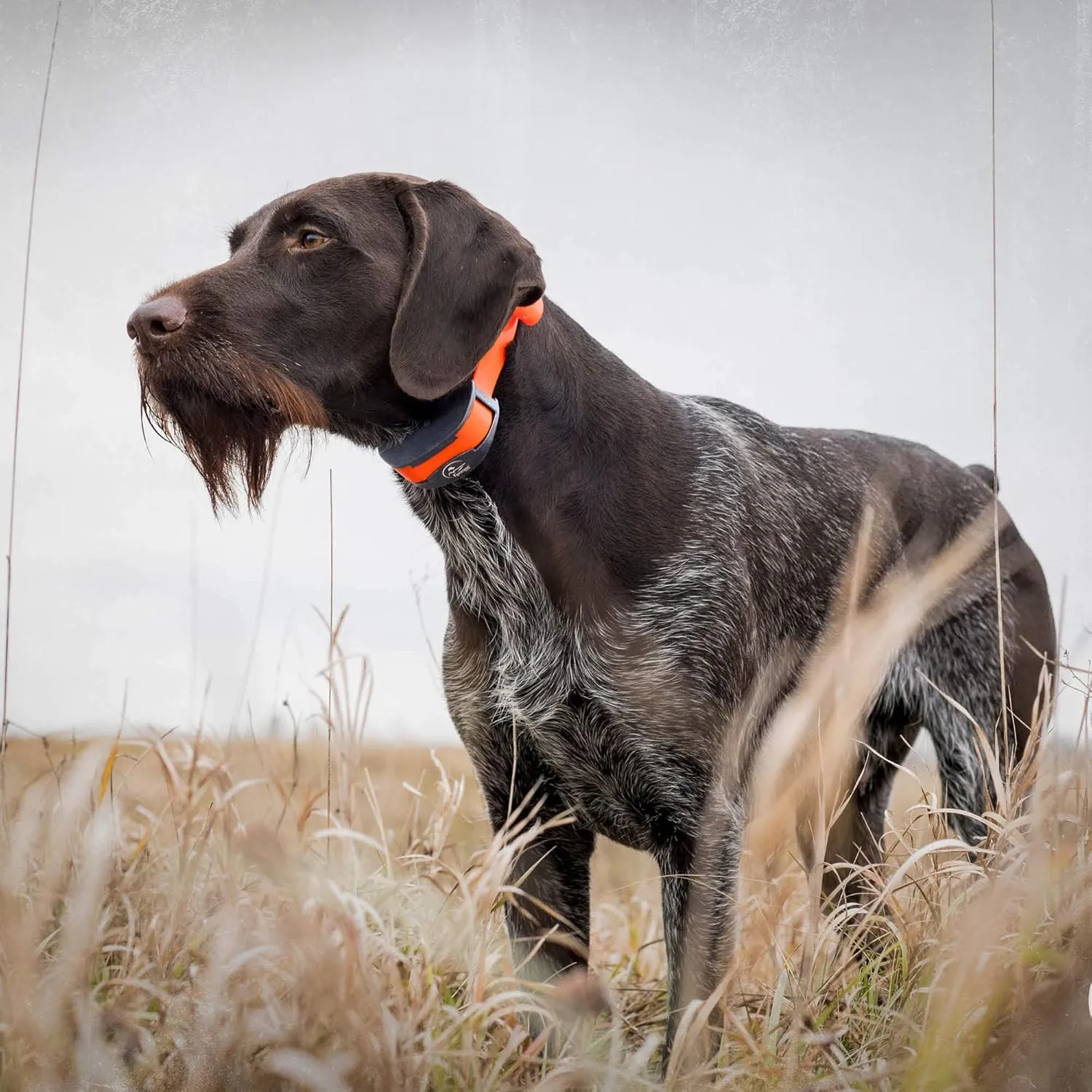 SportDOG Brand 3/4 Inch Collar Straps - Waterproof and Rustproof - Tighlty Spaced Holes for Proper Fit - Reflective Orange